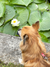 花より。。団子