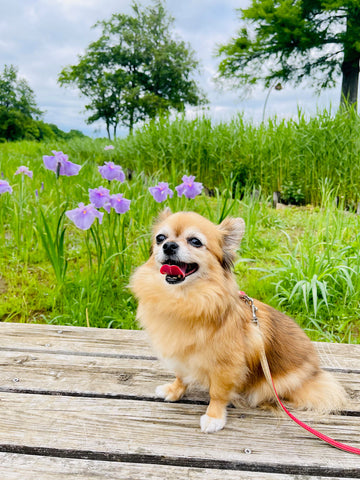 花しょうぶ